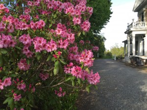 In bloom this week: the pink azalea by the top of the driveway.