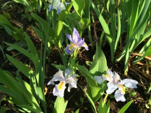 Over in the perennial bed, an adorably dwarf iris, not quite six inches tall, is also in bloom.